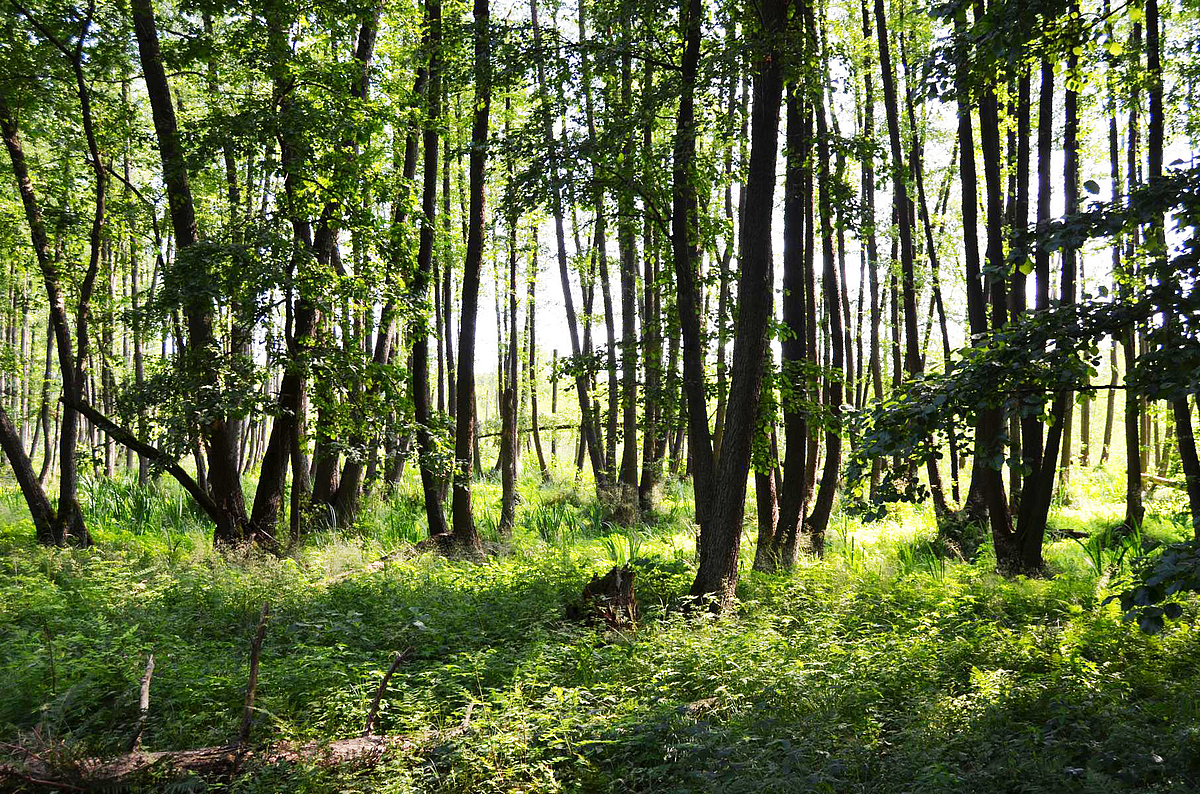 Foto: Löcknitztal