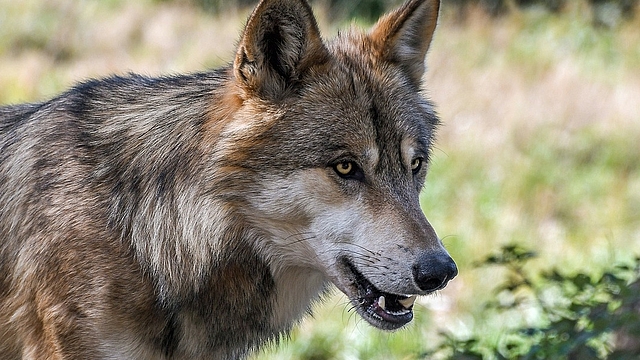 Wolf